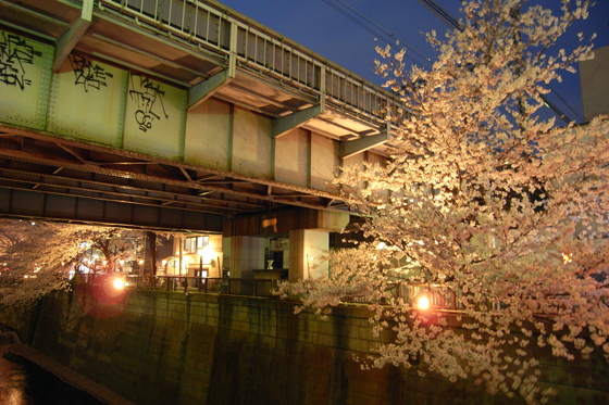 目黒川沿いの桜9