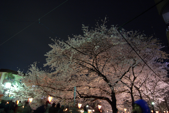 目黒川沿いの桜20