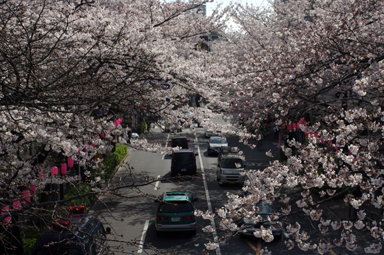 中野通り桜まつり2