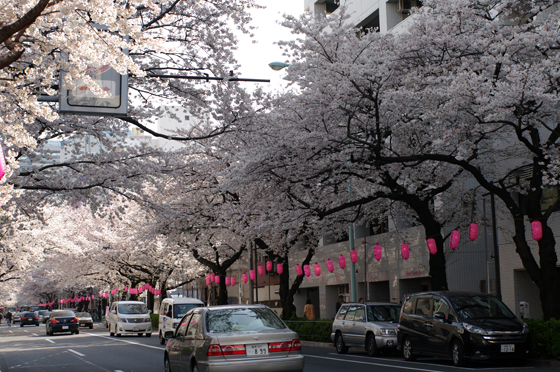 中野通り桜まつり6