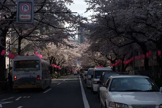 中野通り桜まつり7