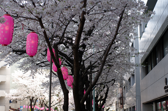 中野通り桜まつり8