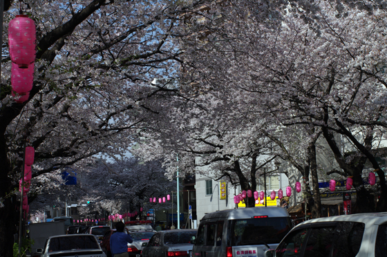 中野通り桜まつり10