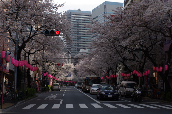 中野通り桜まつり11