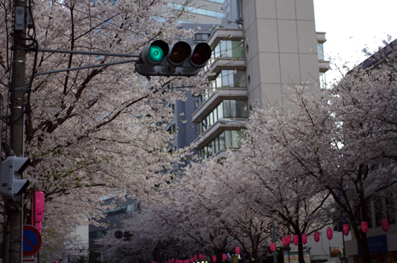 中野通り桜まつり12