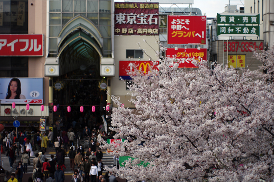 中野通り桜まつり14