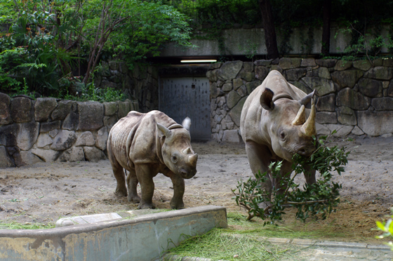 らふたぶ散策 上野篇 - 上野動物園 7